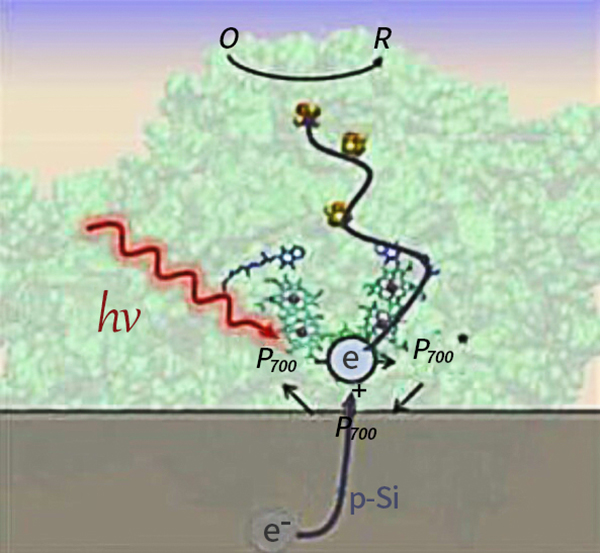 Multilayered bio hybrid solar cell